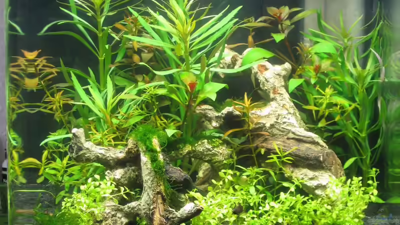 22.09.2009 von Nanu (2)