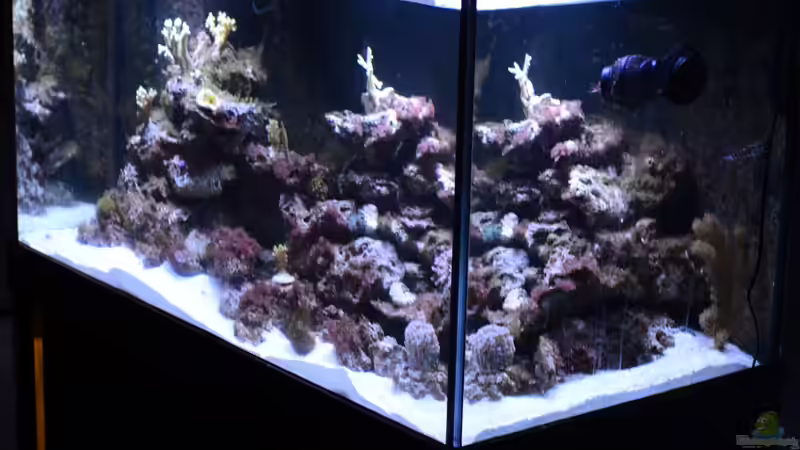 22.09.2013 Hoffentlich ist die Dino Plage vorüber von Brookshaw (31)