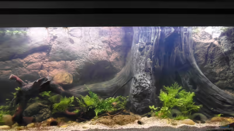 22.09.2013 von Intershrimpview (53)