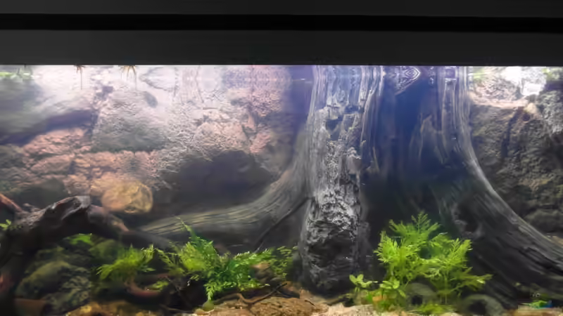 22.09.2013 von Intershrimpview (56)