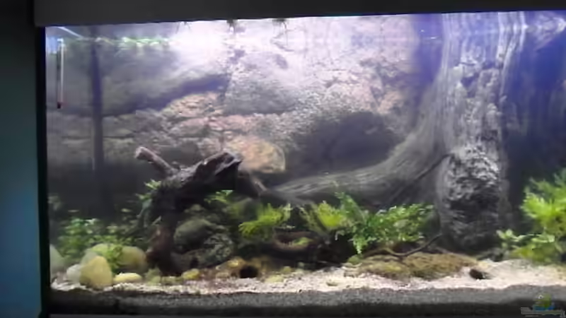 22.09.2013 von Intershrimpview (57)