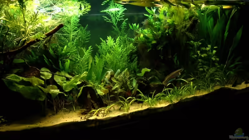 22-10-09 von Mario74 (12)