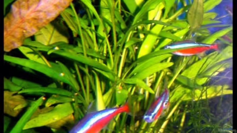 22.10.2006 Neonschwarm bei der Fütterung. von David Weidenbacher (41)