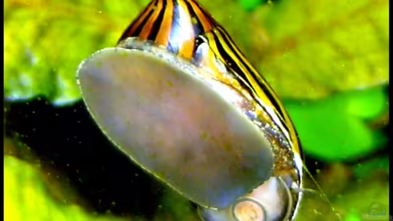 22.10.2006 Zebrarennschnecke an der Scheibe. von David Weidenbacher (42)