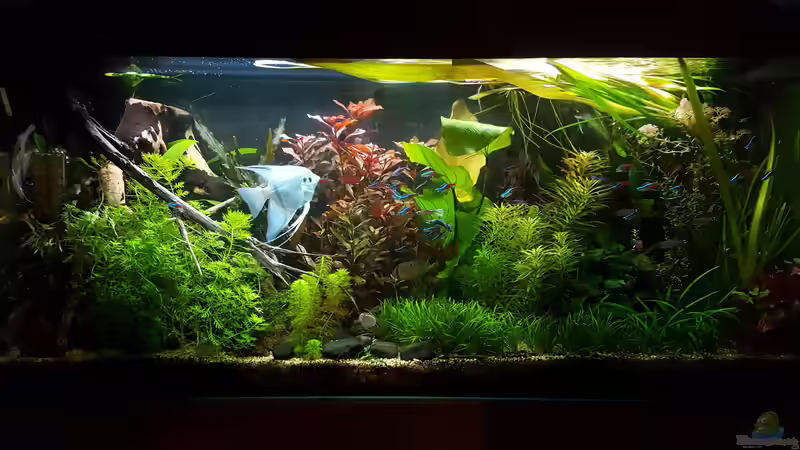 22.11. Pflanzen zurück geschnitten von Mel (14)