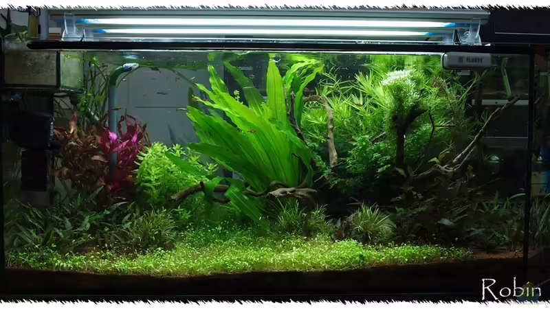 22.11.2010 nach Rückschnitt Glosso von pogona (10)