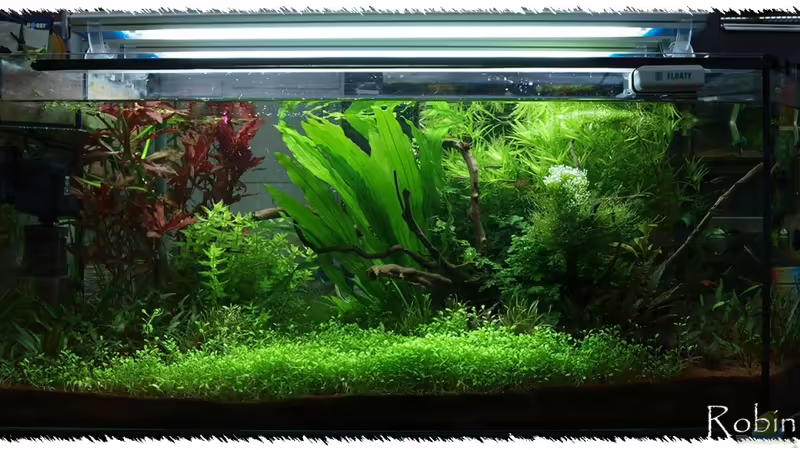 22.11.2010 vor Rückschnitt Glosso von pogona (9)