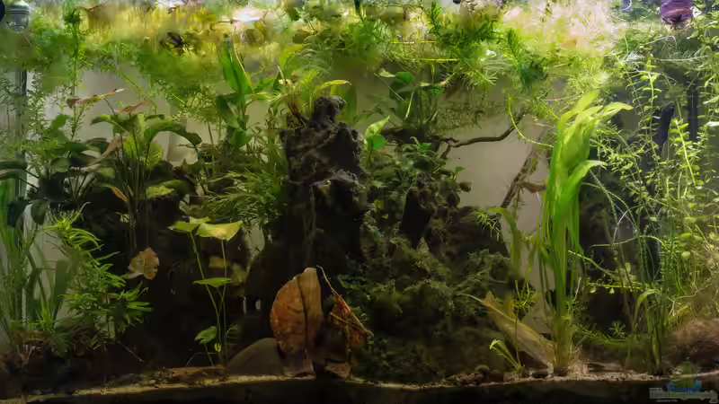 22.12.16 von fischgarage (1)