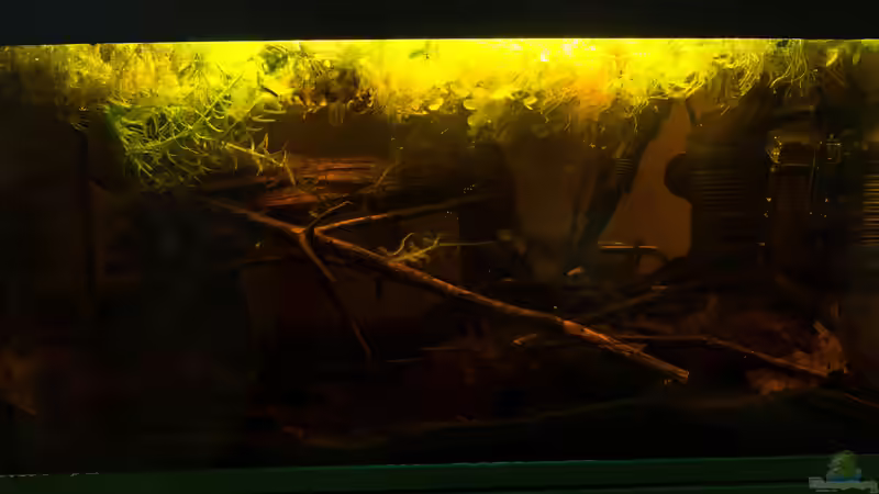 22.12.2016 von fischgarage (1)