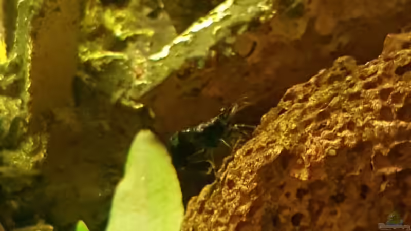 22.12.2018 von Kevin Engelsberger (15)