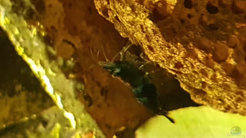 22.12.2018 von Kevin Engelsberger (17)