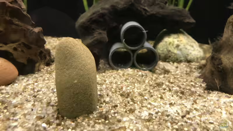 22.12.2023 Laichhöhle für Tateurndina ocellicauda von herkla (20)