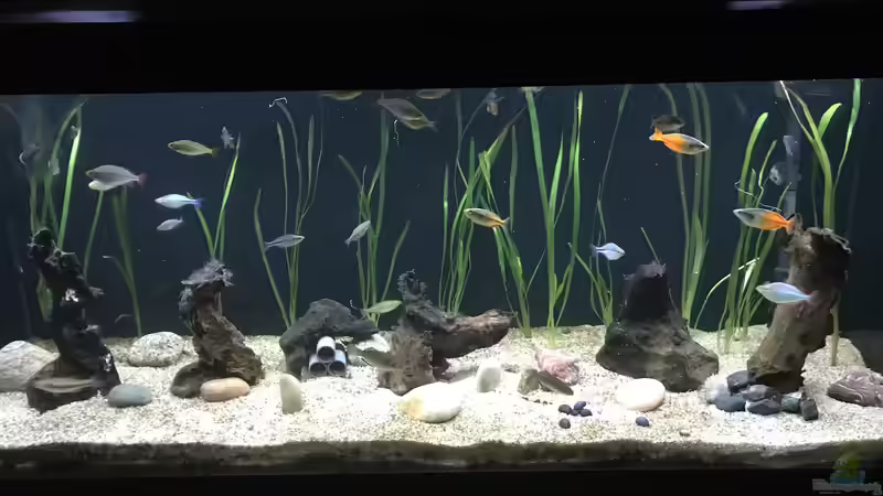 Vallisneria spiralis im Aquarium (Einrichtungsbeispiele mit Glattblättrige Sumpfschraube)