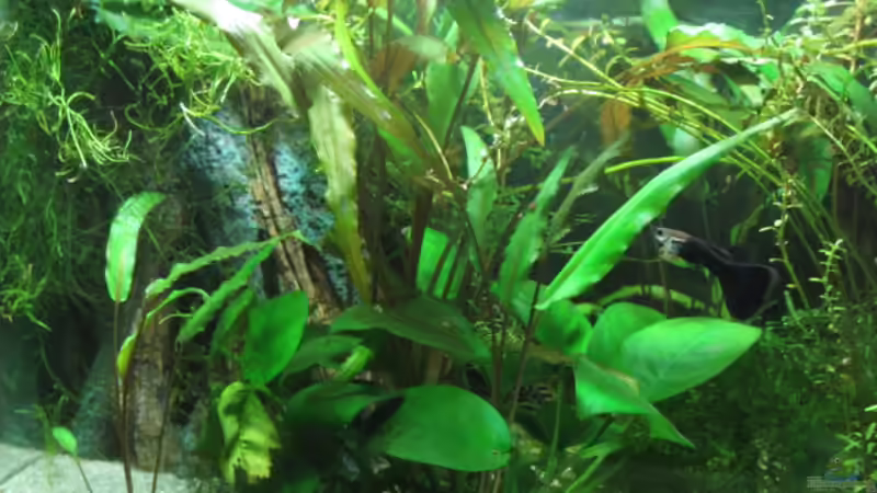 22.2.2008 von Kocki (5)