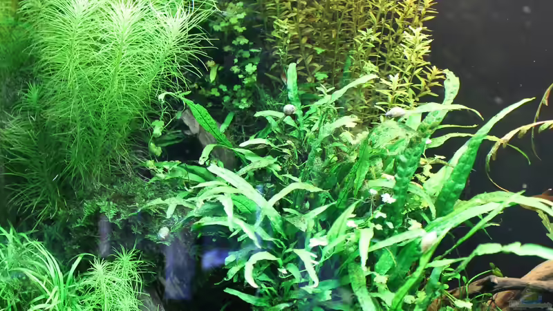 22.3.2017 von MadMarkx (4)