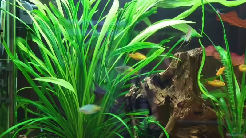 22.7.2008 von hirschjäger (36)