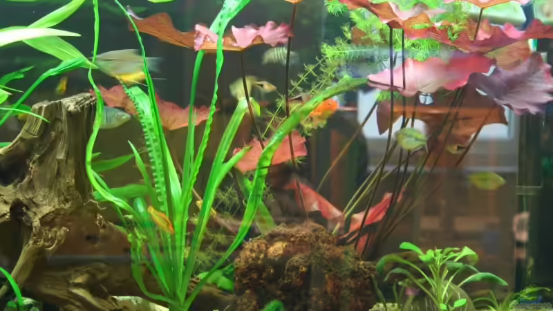 22.7.2008 von hirschjäger (37)