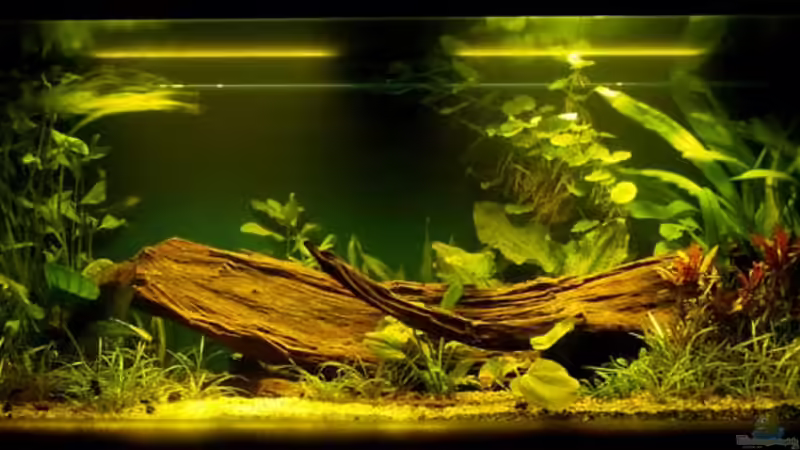 22.8.08 Dämmerung von smily (4)