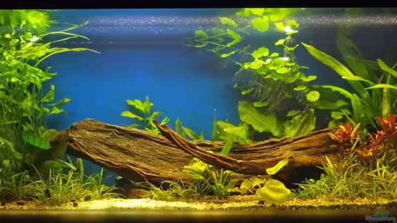 22.8.08 von smily (3)