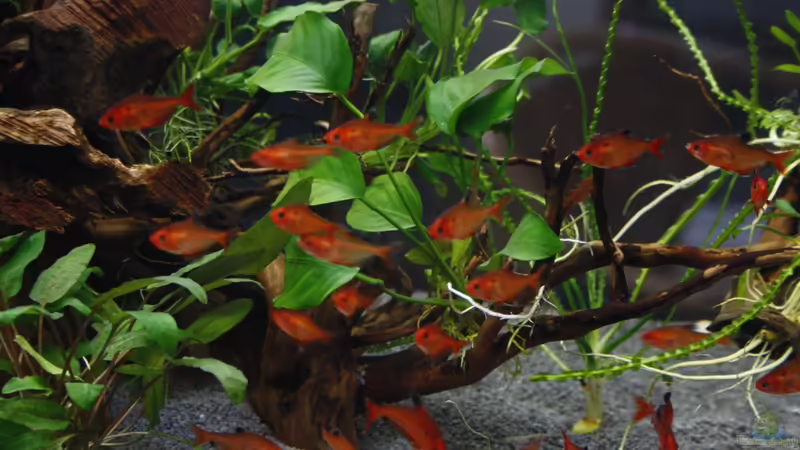 22 Hyphessobrycon eques - Blutsalmer von nola46 (42)