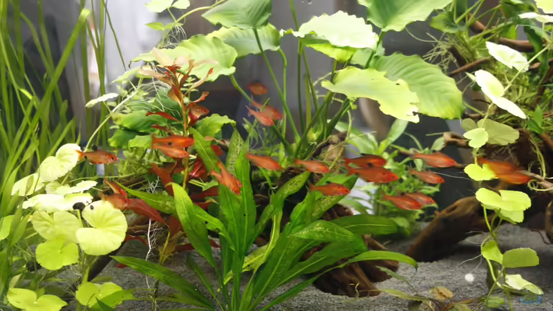 22 Hyphessobrycon eques - Blutsalmer von nola46 (43)