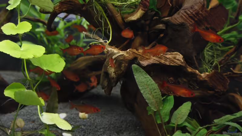 Einrichtungsbeispiele für Blutsalmler (Hyphessobrycon eques)