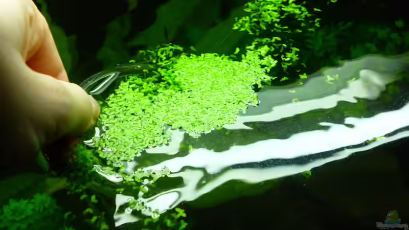 23.01.13 ~ Terrorangriff aufs Aquarium von Quyrill (23)