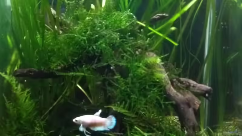 23.01.19 von Stephy (9)