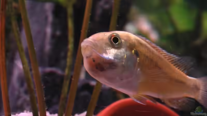 23.01.2009 Vielfarbenmaulbrüter Weibchen jetzt schon mit Jungtieren im Maul :-) von Trooper (11)