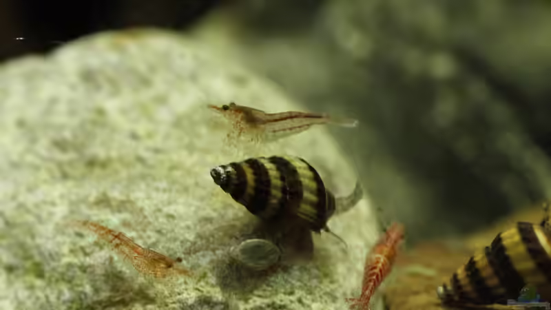 23.01.2015 von Schratze (11)