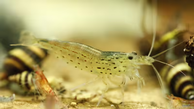 23.01.2015 von Schratze (13)