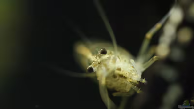 23.01.2015 von Schratze (14)