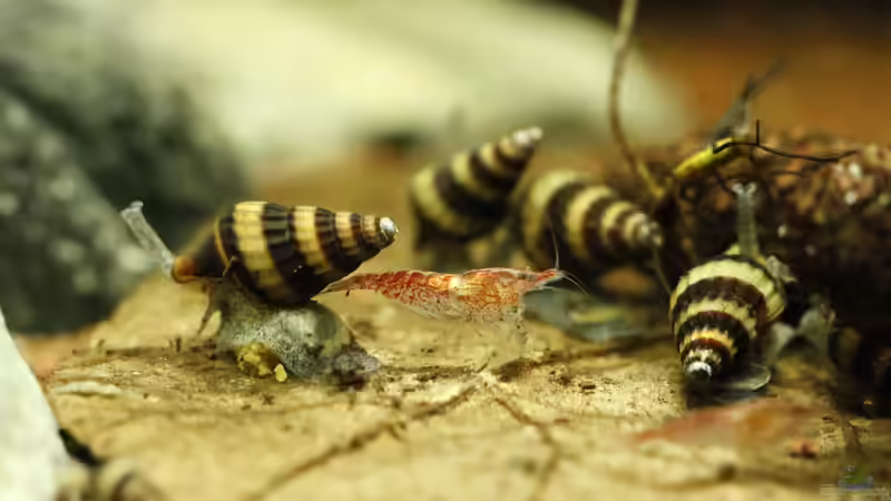 23.01.2015 von Schratze (17)