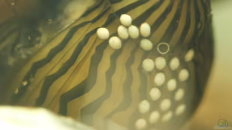 23.01.2015 von Schratze (18)