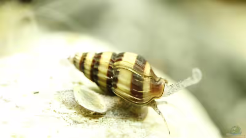 23.01.2015 von Schratze (19)