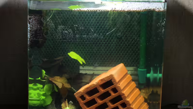 23.02. von SouthAmerica (2)