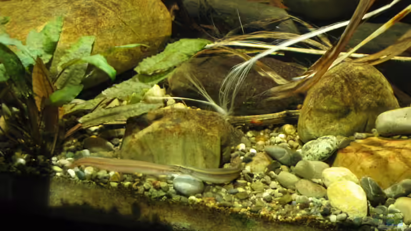 23.02.2016 Punktlinienstachelaale von der Theoretiker (66)