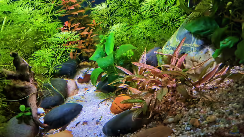 23.02.2023 von okefenokee (19)