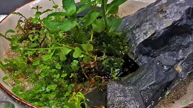 23.02.2023 von okefenokee (19)