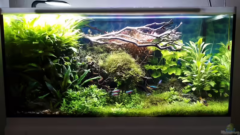 23.04.17 von Der Nicky (10)