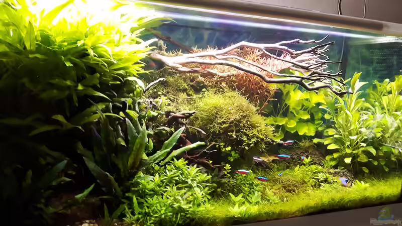 23.04.17 von Der Nicky (11)