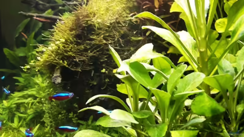 23.04.17 von Der Nicky (6)