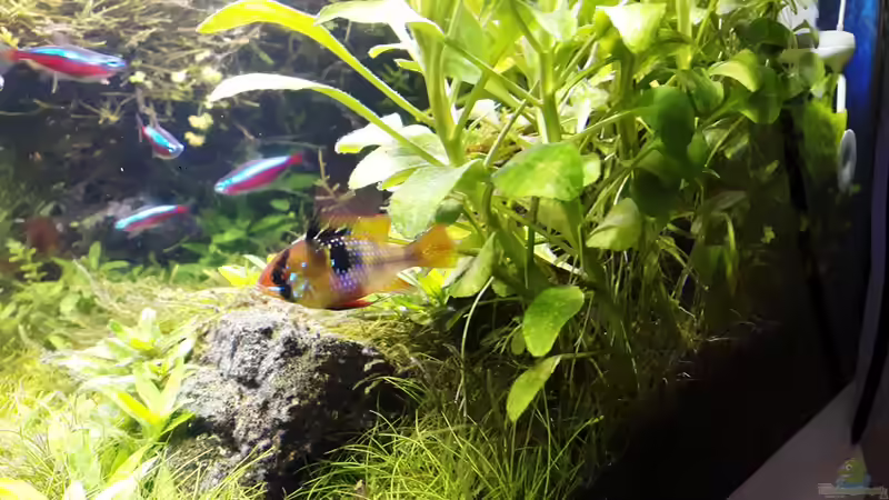 23.04.17 von Der Nicky (61)