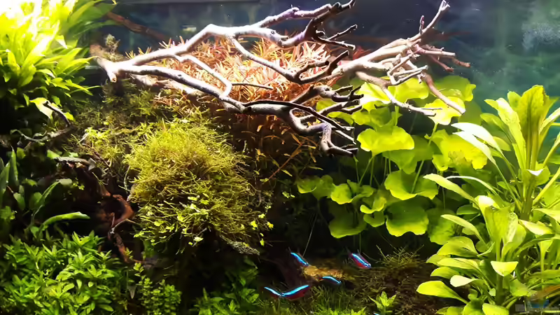 23.04.17 von Der Nicky (9)