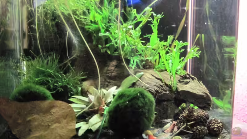 23.04.2010 von Opodeldok (7)