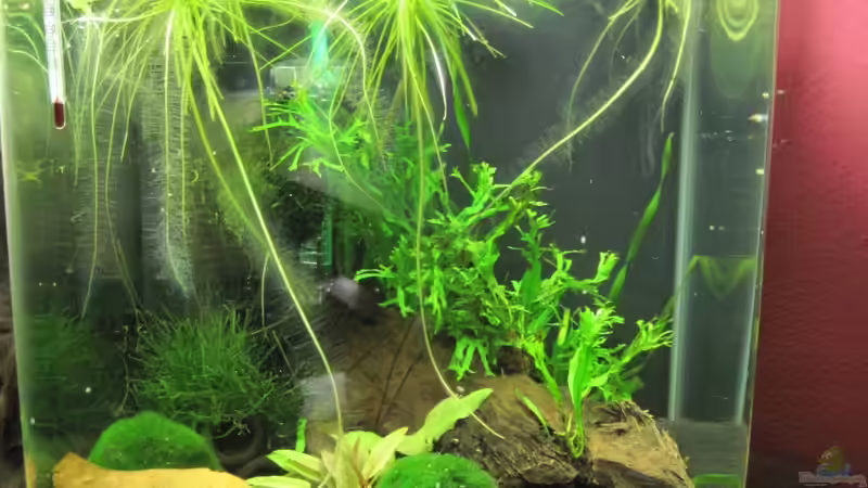 23.04.2010 von Opodeldok (8)