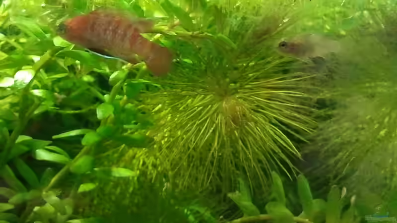 23.05.2011 - Dario Dario Männchen und Weibchen gemeinsam auf Springschwanzjagd von bergfrau (34)