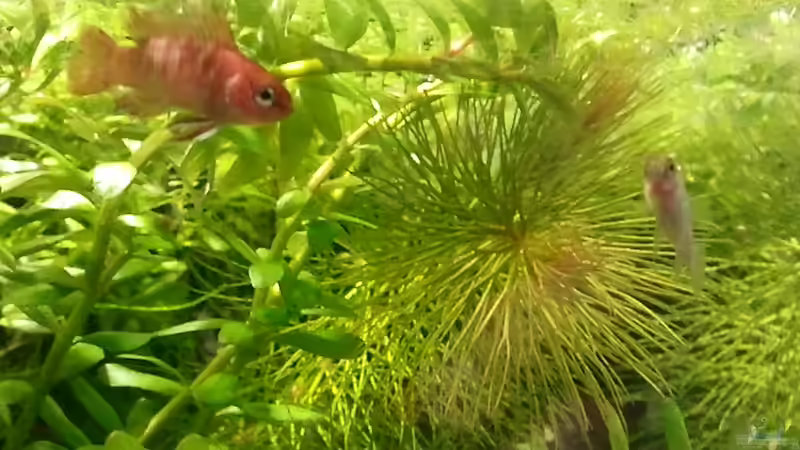 23.05.2011 - ´Wehe Du frisst mir was weg!´ von bergfrau (35)