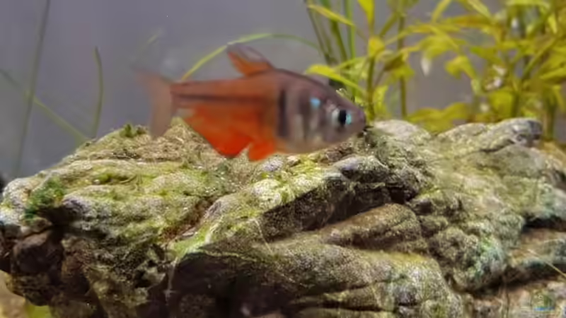 23.05.2020: Rote von Rio sind schwierig scharf zu fotografieren, weil sie wenig stillhalten von Julia S. (7)