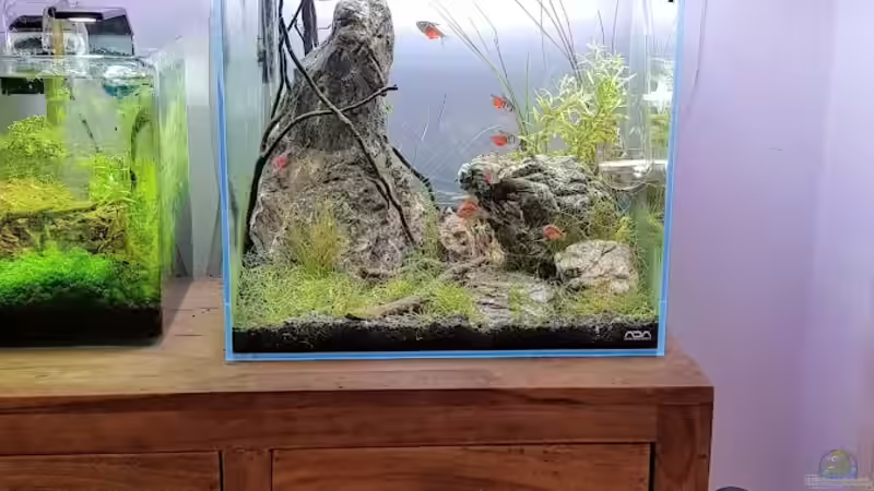 23.05.2020 Das Becken, so wie es im Wohnzimmer aussieht von Julia S. (3)